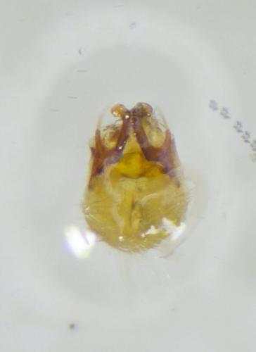 Brachygluta xanthoptera